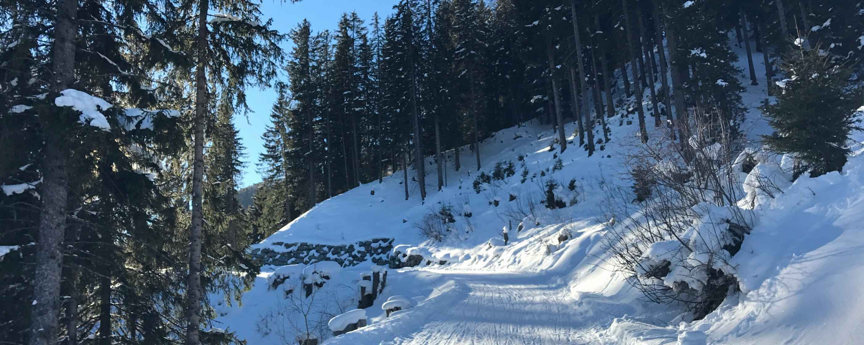 t-bortolus-1x-Lg6h8rqA-unsplash